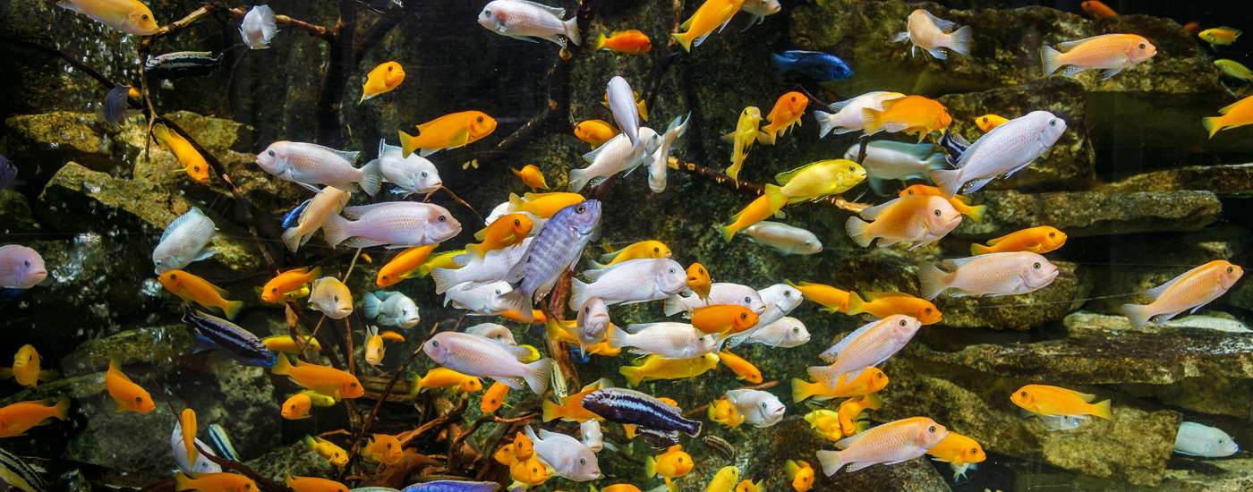 Bienvenido a Cíclidos Africanos CR: tu destino para descubrir la belleza y diversidad de los cíclidos africanos. ¡Transforma tu acuario en un espectáculo único!