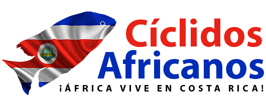 Cíclidos Africanos Costa Rica