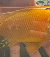 Sangre de dragón dorado