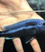 Melanochromis Chipokae