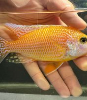 Pavo Real Sangre de Dragón